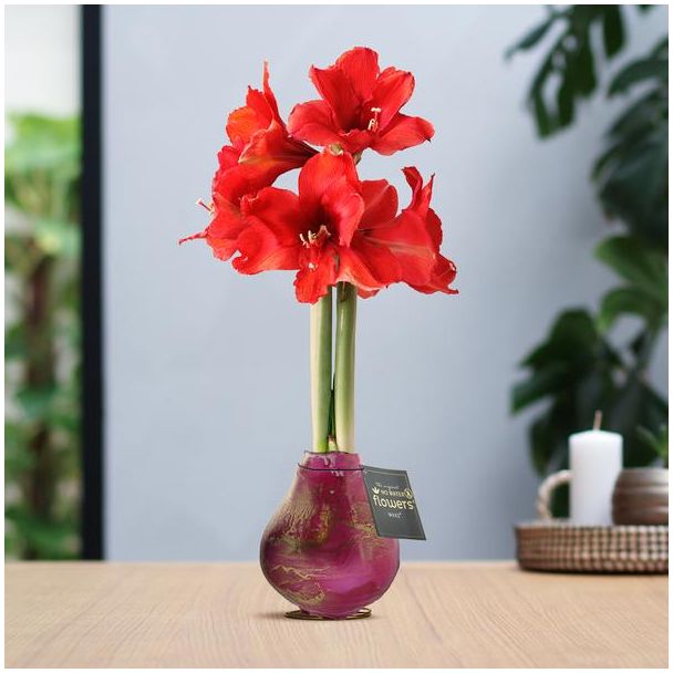 No Water Flowers® (wax amaryllis) | Univerz Saturnus - Pink + Red flower