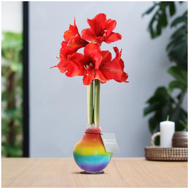No Water Flowers® (wax amaryllis) | Rainbow - Red flower