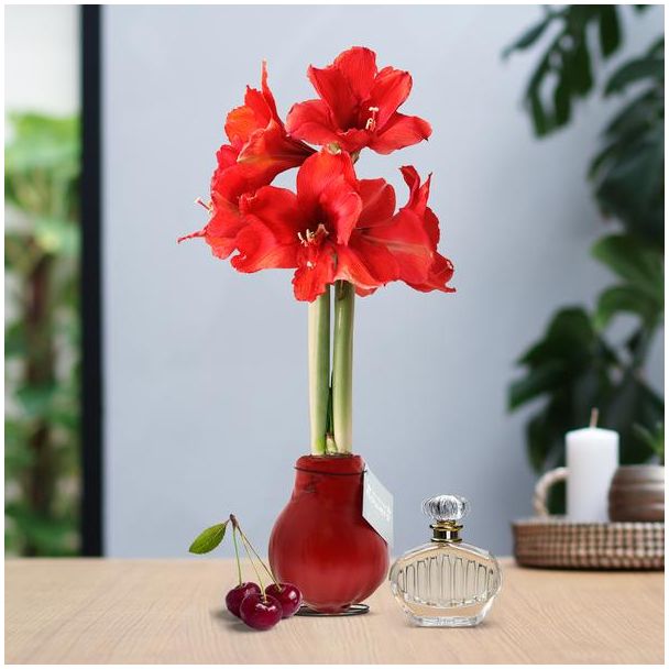 No Water Flowers® (wax amaryllis) | Parfumz - Cherry + Red flower