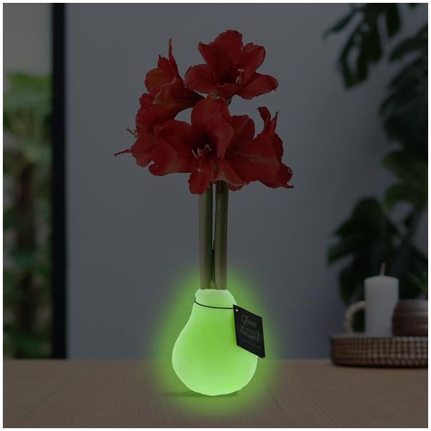 No Water Flowers® (wax amaryllis) | Glowz - Red flower