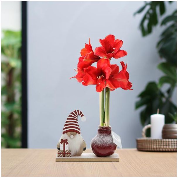 No Water Flowers® (wax amaryllis) | Winter Wonderland - Gnome bordeaux + Red flower