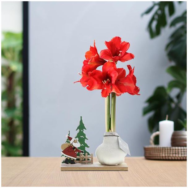 No Water Flowers® (wax amaryllis) | Winter Wonderland - Santa white + Red flower