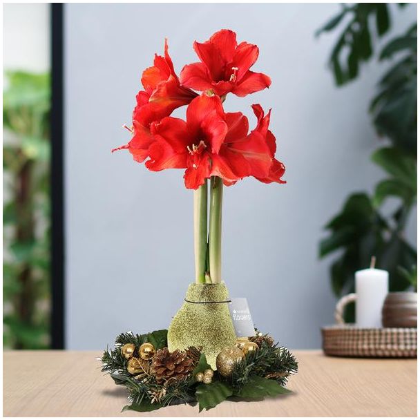 No Water Flowers® (wax amaryllis) | Wreath Christmas - Gold + Red flower