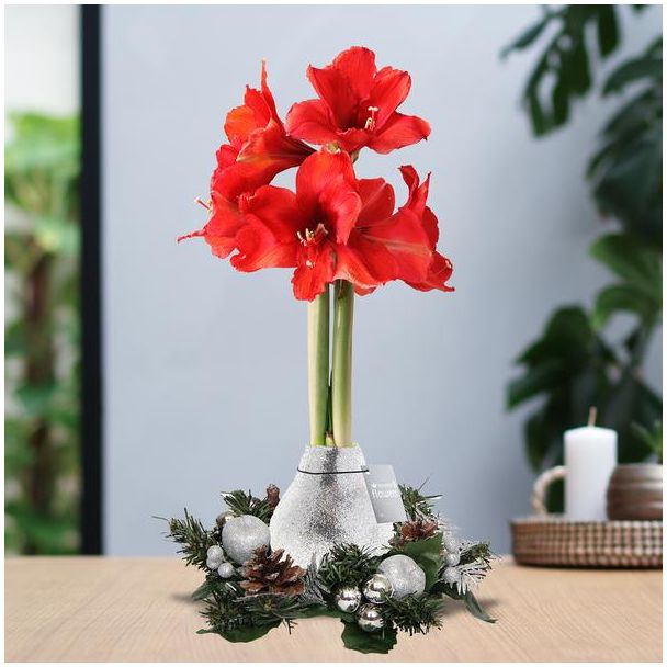 No Water Flowers® (wax amaryllis) | Wreath Christmas - Silver + Red flower