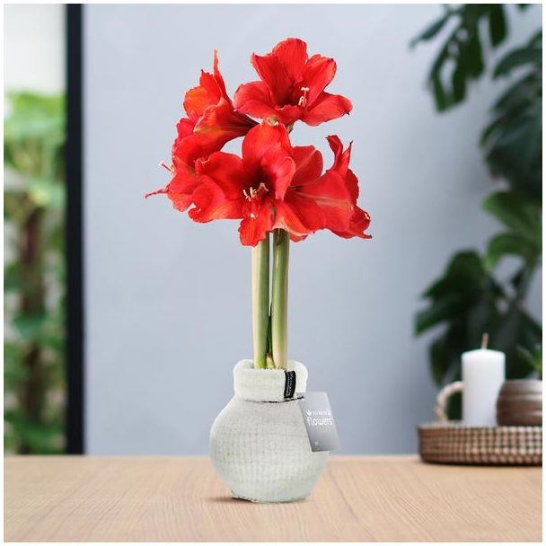 No Water Flowers® (wax amaryllis) | Fashionz Cozy Fluffy - White + Red flower