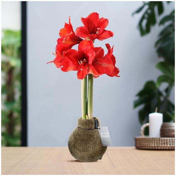 No Water Flowers® (wax amaryllis) | Fashionz Cozy Teddy - Brown+ Red flower