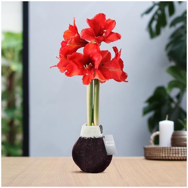 No Water Flowers® (wax amaryllis) | Fashionz Cozy Wooly - Bordeaux + Red flower