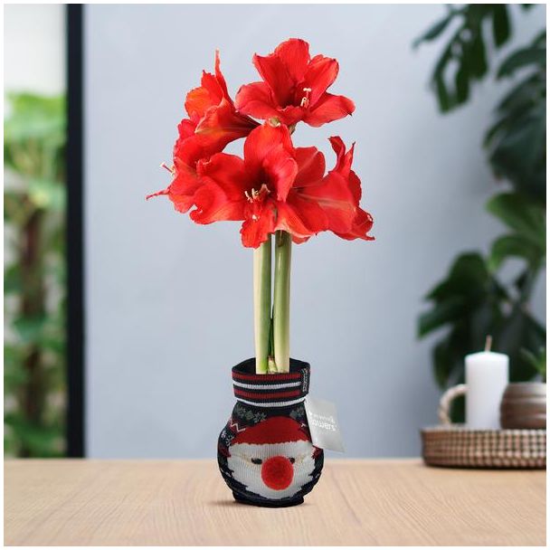 No Water Flowers® (wax amaryllis) | Fashionz Xmas Fun Classic - Santa + Red flower