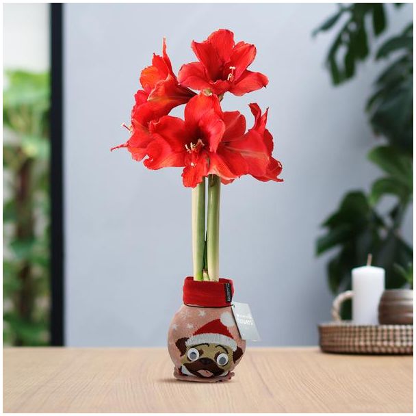 No Water Flowers® (wax amaryllis) | Fashionz Xmas Fun Silly - Dog + Red flower