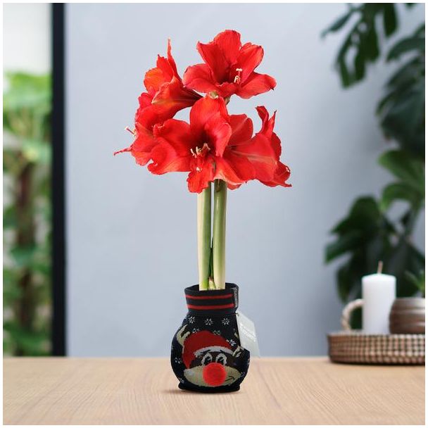 No Water Flowers® (wax amaryllis) | Fashionz Xmas Fun Silly - Rudolp Blue + Red flower