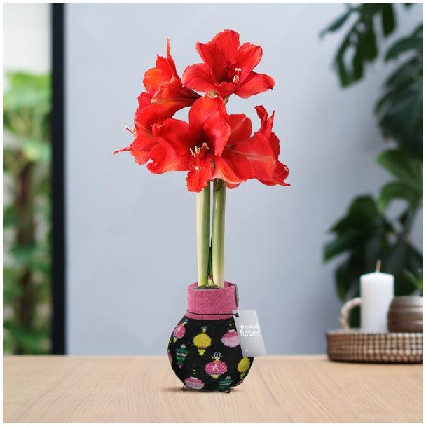 No Water Flowers® (wax amaryllis) | Fashionz Patterns Disco - Black + Red flower