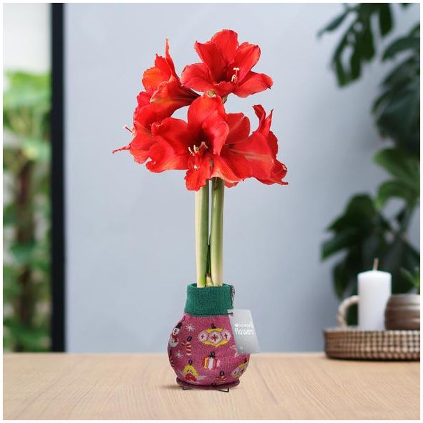 No Water Flowers® (wax amaryllis) | Fashionz Patterns Disco - Pink + Red flower