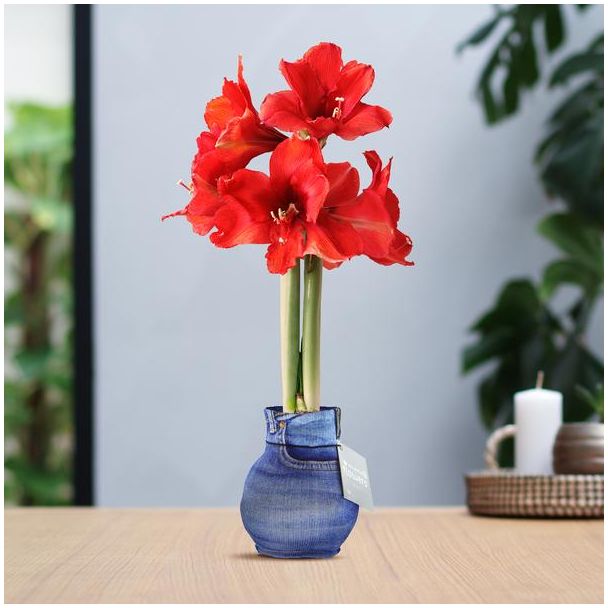 No Water Flowers® (wax amaryllis) | Fashionz Streetlife - Jeans + Red flower