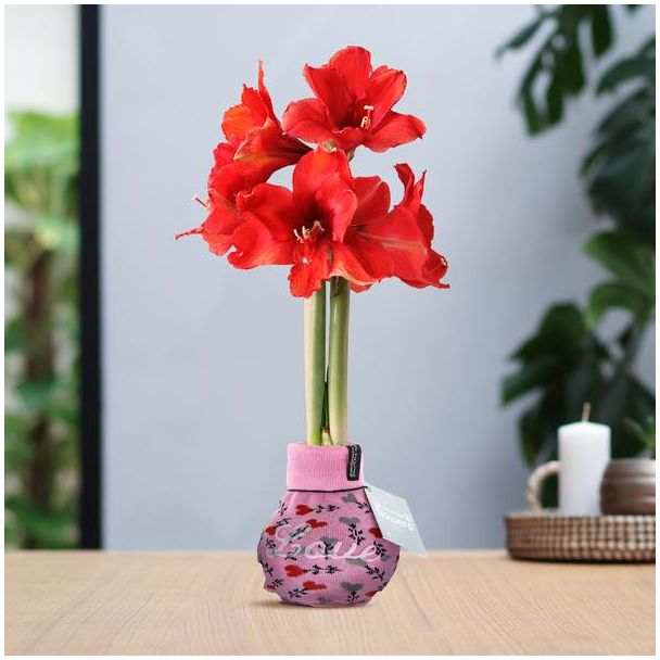 Kerstkado! Gewaxte Amaryllisbol Fashionz Love, Kleur Roze, 1 stuks, Kleur Bloem Rood, Geen Water Geven! ,Ø10cm, 18cm Hoog