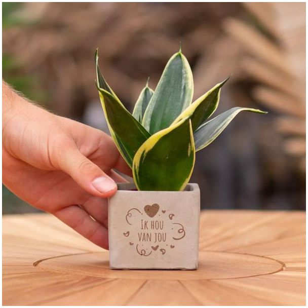 Een  Stenenpotje met Tekst "Ik hou van jou"met een Sansevieria plantje erin,, Kado-Tip, Sint-Tip, Kerstgeschenk, Collega,  15 cm - Ø7.5cm