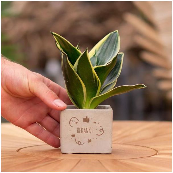 Een  Stenenpotje met Tekst "Bedankt"met een Sansevieria plantje erin,, Kado-Tip, Sint-Tip, Kerstgeschenk, Collega,  15 cm - Ø7.5cm