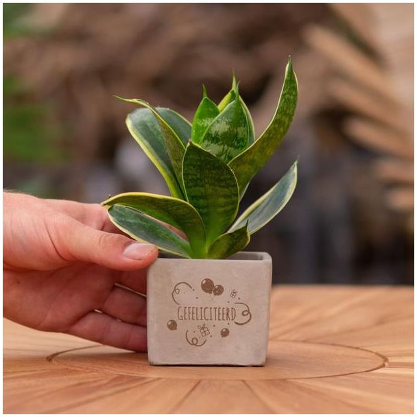 Een  Stenenpotje met Tekst "Gefeliciteerd"met een Sansevieria plantje erin,, Kado-Tip, Sint-Tip, Kerstgeschenk, Collega,  15 cm - Ø7.5cm