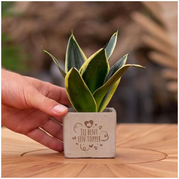 Een  Stenenpotje met Tekst "Jij bent een topper"met een Sansevieria plantje erin,, Kado-Tip, Sint-Tip, Kerstgeschenk, Collega,  15 cm - Ø7.5cm