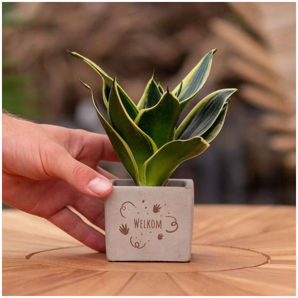 Een  Stenenpotje met Tekst "Welkom" met een Sansevieria plantje erin,, Kado-Tip, Sint-Tip, Kerstgeschenk, Collega,  15 cm - Ø7.5cm
