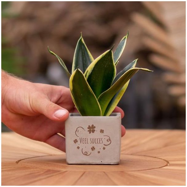 Een  Stenenpotje met Tekst " Veel succes"met een Sansevieria plantje erin,, Kado-Tip, Sint-Tip, Kerstgeschenk, Collega,  15 cm - Ø7.5cm