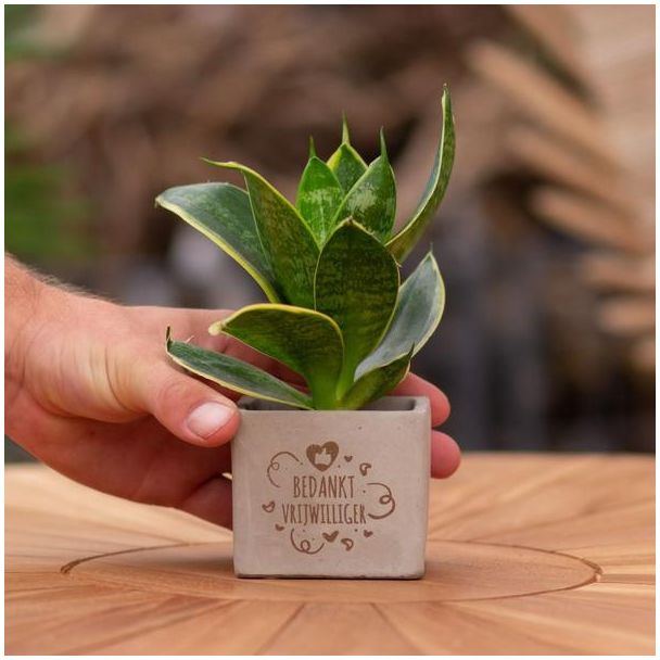 Een  Stenenpotje met Tekst "Bedankt vrijwilliger"met een Sansevieria plantje erin,, Kado-Tip, Sint-Tip, Kerstgeschenk, Collega,  15 cm - Ø7.5cm