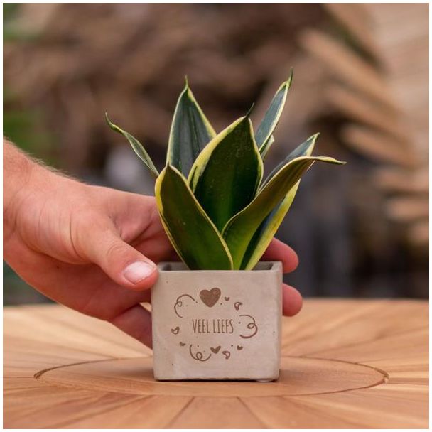 Een  Stenenpotje met Tekst "Veel liefs"met een Sansevieria plantje erin,, Kado-Tip, Sint-Tip, Kerstgeschenk, Collega,  15 cm - Ø7.5cm
