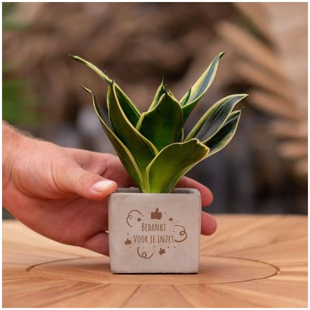 Een  Stenenpotje met Tekst "Bedankt voor je inzet"met een Sansevieria plantje erin,, Kado-Tip, Sint-Tip, Kerstgeschenk, Collega,  15 cm - Ø7.5cm