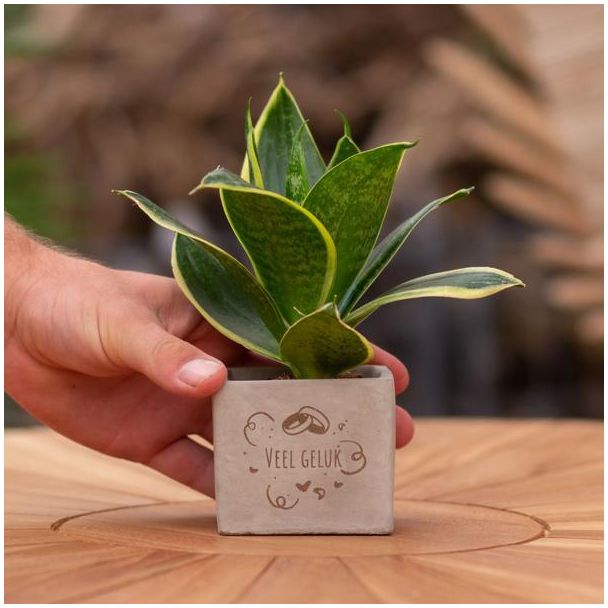 Een  Stenenpotje met Tekst "Veel geluk"met een Sansevieria plantje erin,, Kado-Tip, Sint-Tip, Kerstgeschenk, Collega,  15 cm - Ø7.5cm