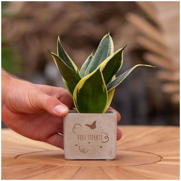 Een  Stenenpotje met Tekst " Veel sterkte"met een Sansevieria plantje erin,, Kado-Tip, Sint-Tip, Kerstgeschenk, Collega,  15 cm - Ø7.5cm