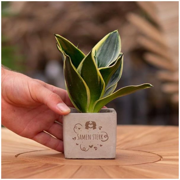 Een  Stenenpotje met Tekst "Samen sterk"met een Sansevieria plantje erin,, Kado-Tip, Sint-Tip, Kerstgeschenk, Collega,  15 cm - Ø7.5cm