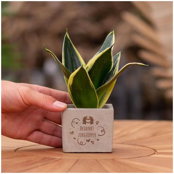 Een  Stenenpotje met Tekst "Bedankt zorgtopper"met een Sansevieria plantje erin,, Kado-Tip, Sint-Tip, Kerstgeschenk, Collega,  15 cm - Ø7.5cm