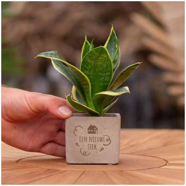 Een  Stenenpotje met Tekst "Een nieuwe stek"met een Sansevieria plantje erin,, Kado-Tip, Sint-Tip, Kerstgeschenk, Collega,  15 cm - Ø7.5cm