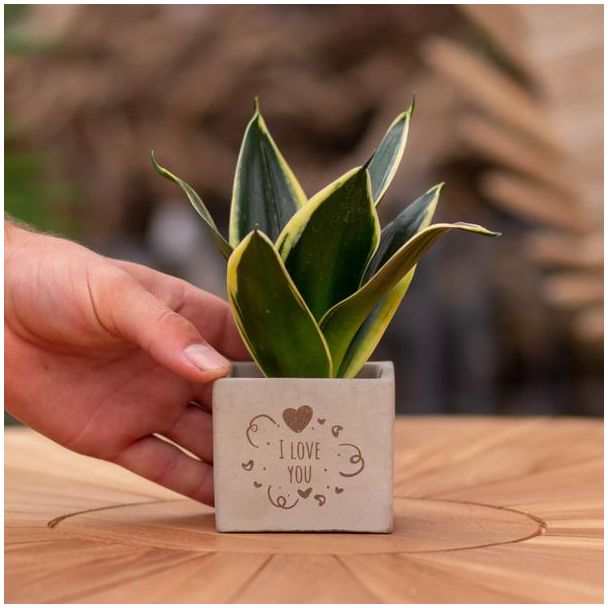 Een  Stenenpotje met Tekst " I love you"met een Sansevieria plantje erin,, Kado-Tip, Sint-Tip, Kerstgeschenk, Collega,  15 cm - Ø7.5cm