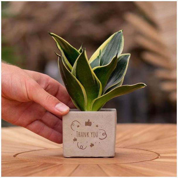 Een  Stenenpotje met Tekst "Thank you"met een Sansevieria plantje erin,, Kado-Tip, Sint-Tip, Kerstgeschenk, Collega,  15 cm - Ø7.5cm