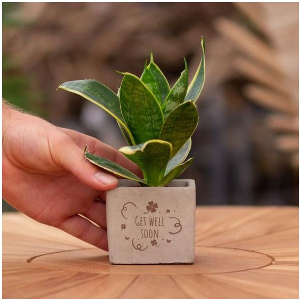 Een  Stenenpotje met Tekst "Get well soon"met een Sansevieria plantje erin,, Kado-Tip, Sint-Tip, Kerstgeschenk, Collega,  15 cm - Ø7.5cm