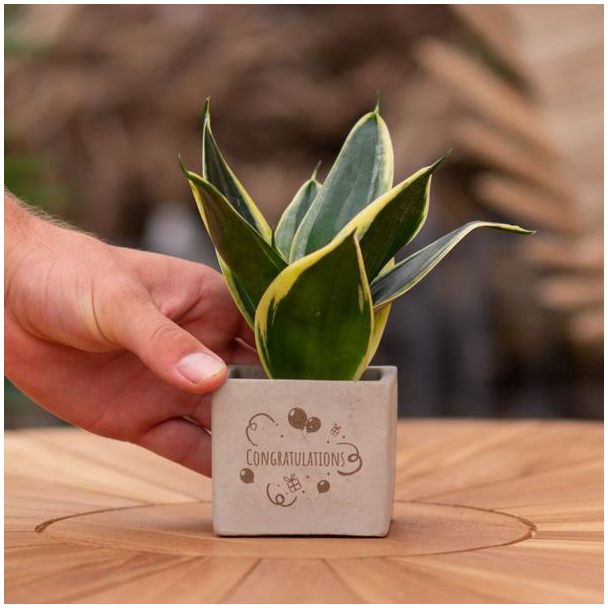 Een  Stenenpotje met Tekst "Congratulations"met een Sansevieria plantje erin,, Kado-Tip, Sint-Tip, Kerstgeschenk, Collega,  15 cm - Ø7.5cm