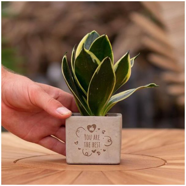 Een  Stenenpotje met Tekst "You are the best"met een Sansevieria plantje erin,, Kado-Tip, Sint-Tip, Kerstgeschenk, Collega,  15 cm - Ø7.5cm