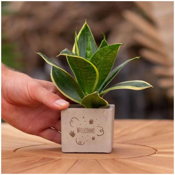 Een  Stenenpotje met Tekst "Welcome"met een Sansevieria plantje erin,, Kado-Tip, Sint-Tip, Kerstgeschenk, Collega,  15 cm - Ø7.5cm