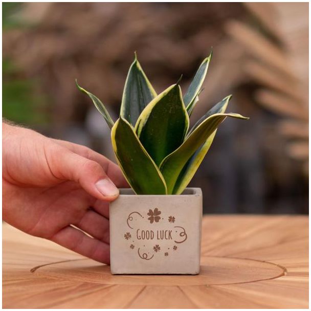 Een  Stenenpotje met Tekst "Gute Besserung"met een Sansevieria plantje erin,, Kado-Tip, Sint-Tip, Kerstgeschenk, Collega,  15 cm - Ø7.5cm