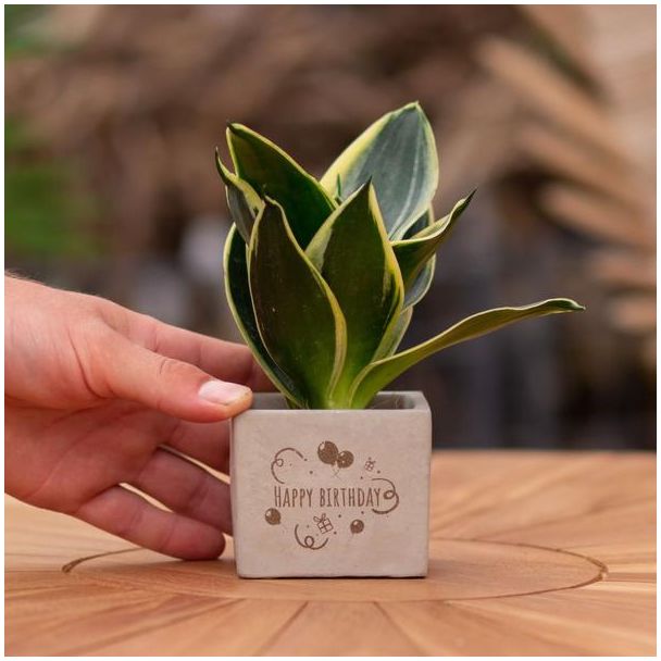 Een  Stenenpotje met Tekst "Happy birthday"met een Sansevieria plantje erin,, Kado-Tip, Sint-Tip, Kerstgeschenk, Collega,  15 cm - Ø7.5cm