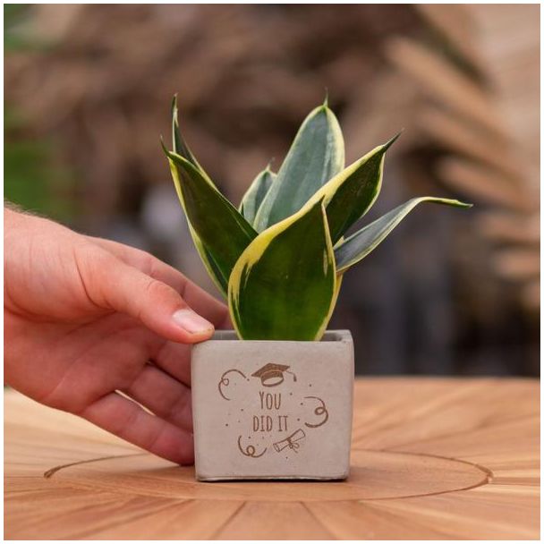 Een  Stenenpotje met Tekst "You did it"met een Sansevieria plantje erin,, Kado-Tip, Sint-Tip, Kerstgeschenk, Collega,  15 cm - Ø7.5cm