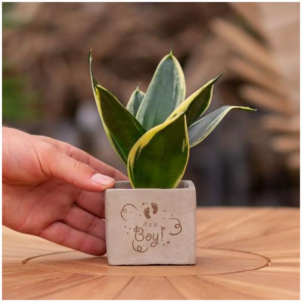 Een  Stenenpotje met Tekst "It s a boy"met een Sansevieria plantje erin,, Kado-Tip, Sint-Tip, Kerstgeschenk, Collega,  15 cm - Ø7.5cm
