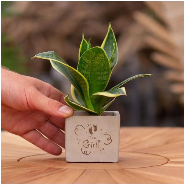 Een  Stenenpotje met Tekst " It s a girl"met een Sansevieria plantje erin,, Kado-Tip, Sint-Tip, Kerstgeschenk, Collega,  15 cm - Ø7.5cm