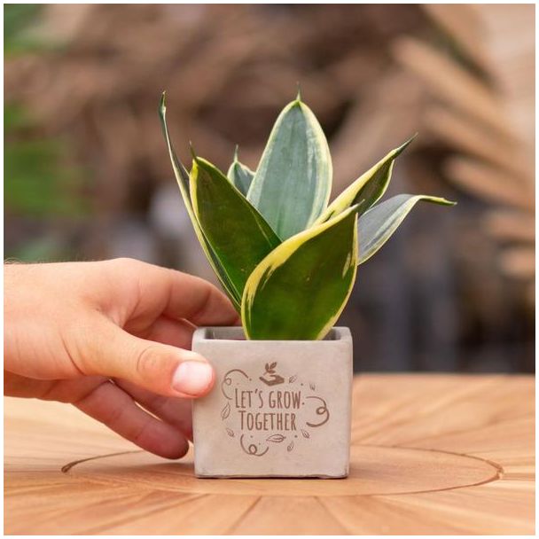 Een  Stenenpotje met Tekst "Let s grow together"met een Sansevieria plantje erin,, Kado-Tip, Sint-Tip, Kerstgeschenk, Collega,  15 cm - Ø7.5cm