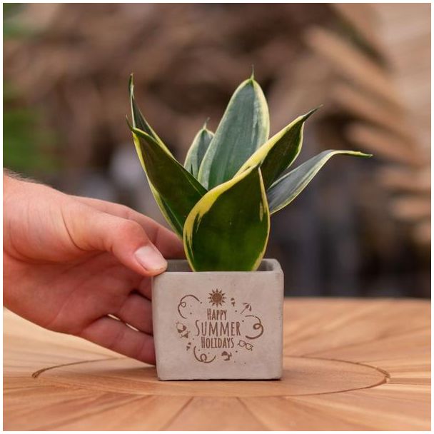 Een  Stenenpotje met Tekst "Happy summer holidays"met een Sansevieria plantje erin,, Kado-Tip, Sint-Tip, Kerstgeschenk, Collega,  15 cm - Ø7.5cm