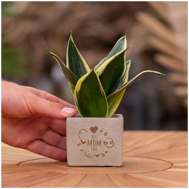 Een  Stenenpotje met Tekst "Best mom ever"met een Sansevieria plantje erin,, Kado-Tip, Sint-Tip, Kerstgeschenk, Collega,  15 cm - Ø7.5cm