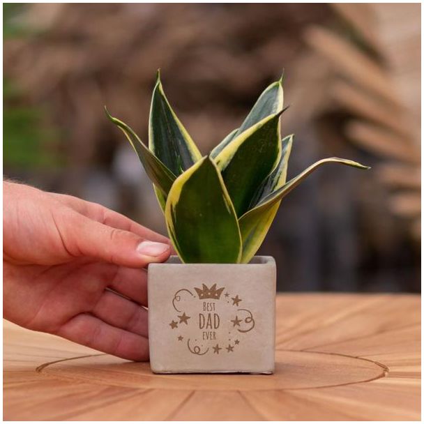 Een  Stenenpotje met Tekst "Best dad ever"met een Sansevieria plantje erin,, Kado-Tip, Sint-Tip, Kerstgeschenk, Collega,  15 cm - Ø7.5cm
