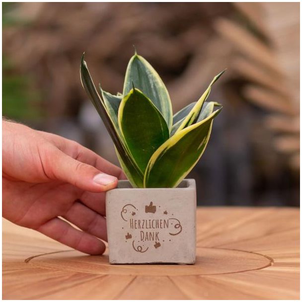 Een  Stenenpotje met Tekst "Herzlichen Dank"met een Sansevieria plantje erin,, Kado-Tip, Sint-Tip, Kerstgeschenk, Collega,  15 cm - Ø7.5cm