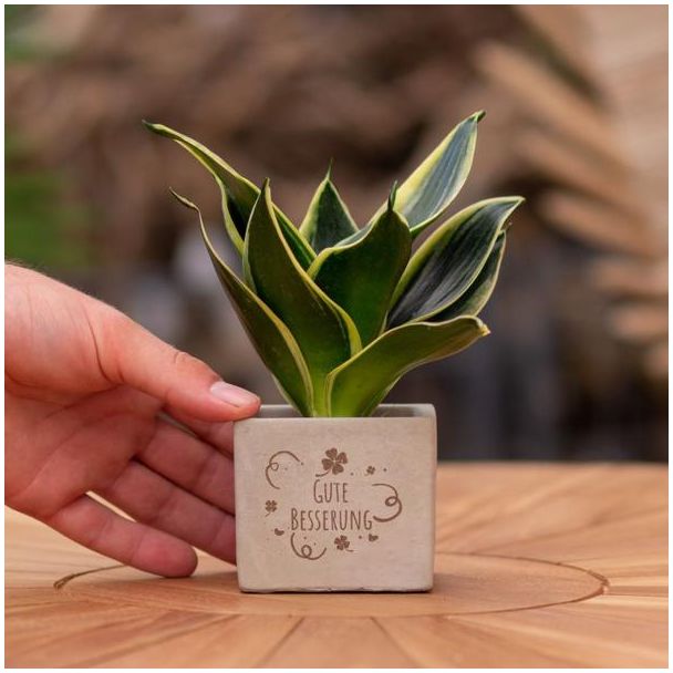 Een  Stenenpotje met Tekst "Gute Besserung"met een Sansevieria plantje erin,, Kado-Tip, Sint-Tip, Kerstgeschenk, Collega,  15 cm - Ø7.5cm