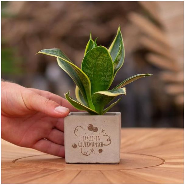 Een  Stenenpotje met Tekst "Herzlichen Glückwunsch"met een Sansevieria plantje erin,, Kado-Tip, Sint-Tip, Kerstgeschenk, Collega,  15 cm - Ø7.5cm